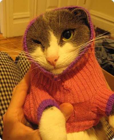 The Top 28 Cat Sweater Designs (Photo Gallery)
