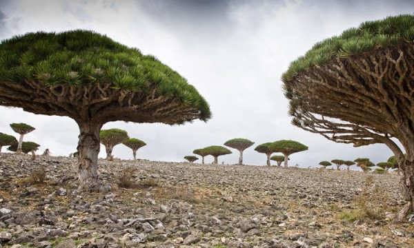 The Most Strange Landscapes Of Mysterious Island Of Socotra (Photo Gallery)