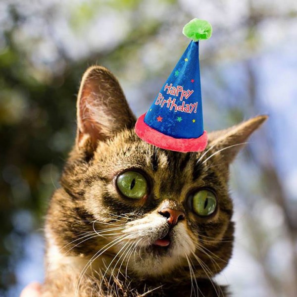 Lil Bub The Cutest Cat On The Internet 15 | TechnoCrazed