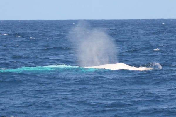 Migaloo The White Whale Australia 5 | TechnoCrazed