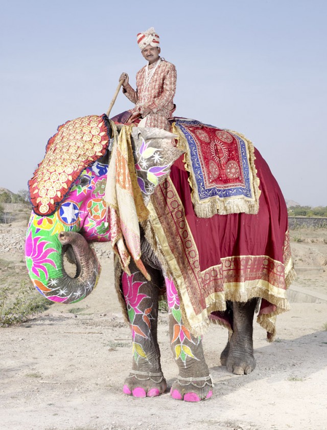 Top 20 Elephants Decorated In Thousand Colors For The Jaipur Elephant ...