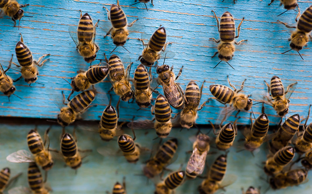 A swarm of bees via Shutterstock