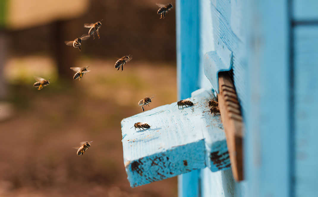 A hive via Shutterstock