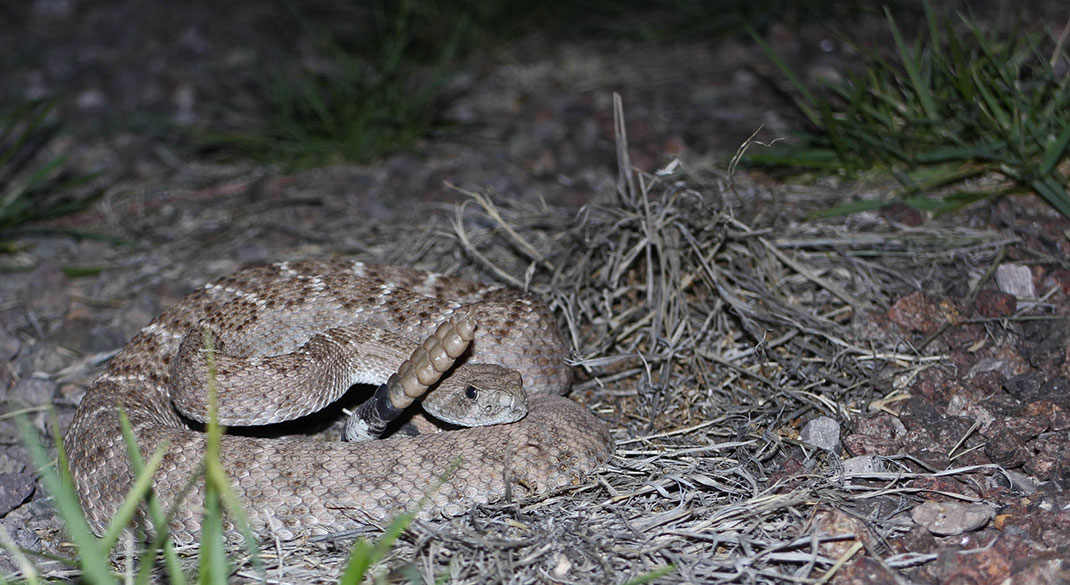 Rattlesnake-texas-2