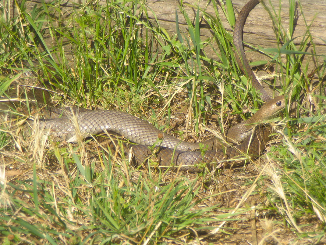 Snake-brown-2